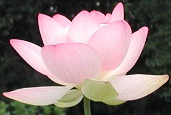 050618-789%20lotus.jpg