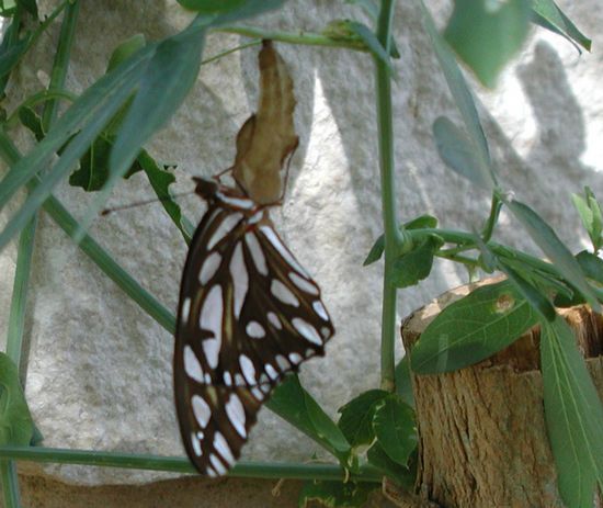 gulf%20fritillary.jpg